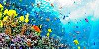 Georgia Aquarium: Ticket Discounts, Superhero Day, Sips Under the Sea, & More
