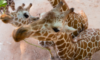 Zoo Atlanta: Discount Tickets & Free Admission Deal
