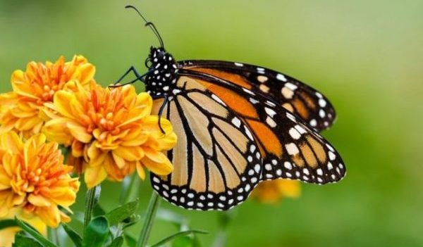 Have a close-up butterfly encounter